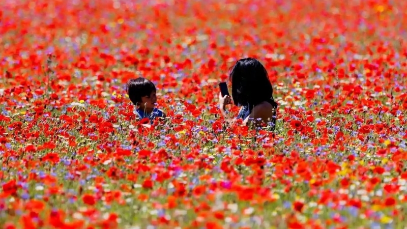 O mamă își fotografiază copilul într-un câmp de flori din Umbria, Italia
