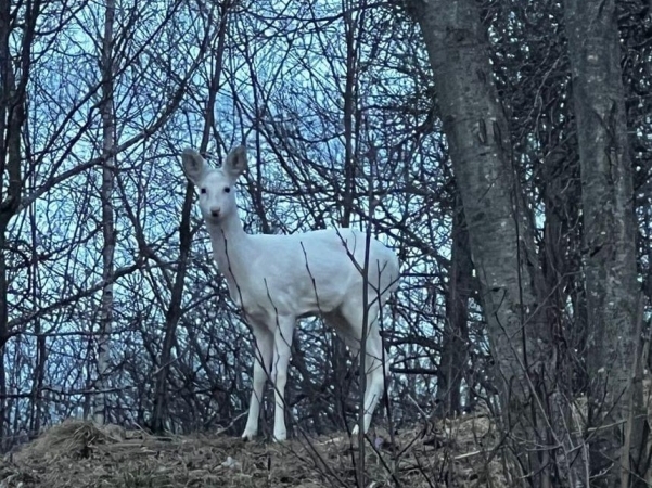 Fotografia dimineții - Jandarmii montani din Braşov au surprins şi făcut publice, duminică, imagini rare cu o căprioară cu blană albă, pe care au întâlnit-o pe un traseu din zona staţiunii Bran: